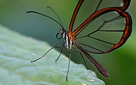 01 Glasswing Butterfly (Greta oto)